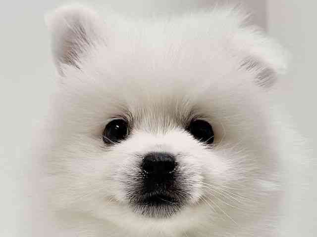 奈良県の日本スピッツ (ひごペットフレンドリーイオンモール橿原ウエスト・ビレッジ店/2025年10月15日生まれ/男の子/ホワイト)の子犬の1枚目の画像