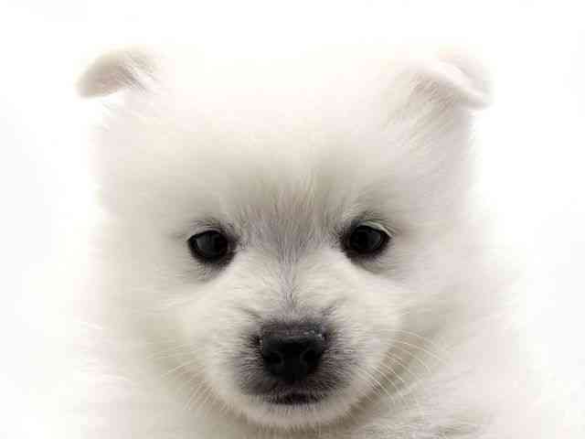 兵庫県の日本スピッツ (ひごペットフレンドリークラウンパーク伊丹店/2025年10月15日生まれ/男の子/ホワイト)の子犬の1枚目の画像