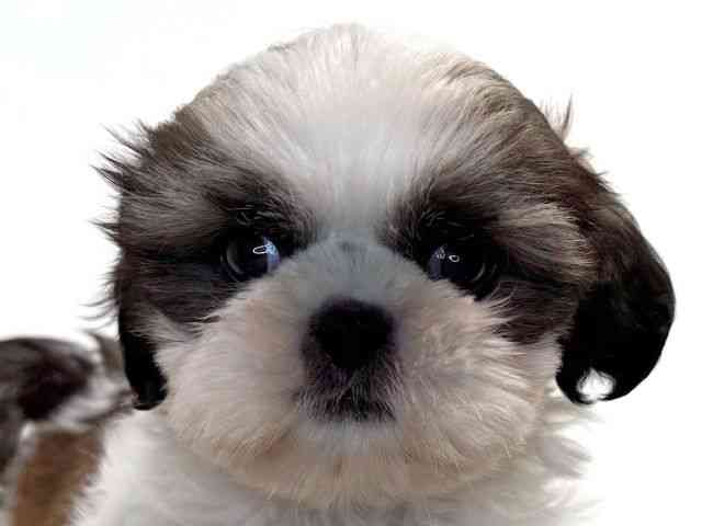 兵庫県のシーズー (ひごペットフレンドリーイトーヨーカドー明石店/2025年10月17日生まれ/男の子/ホワイトゴールド)の子犬の1枚目の画像