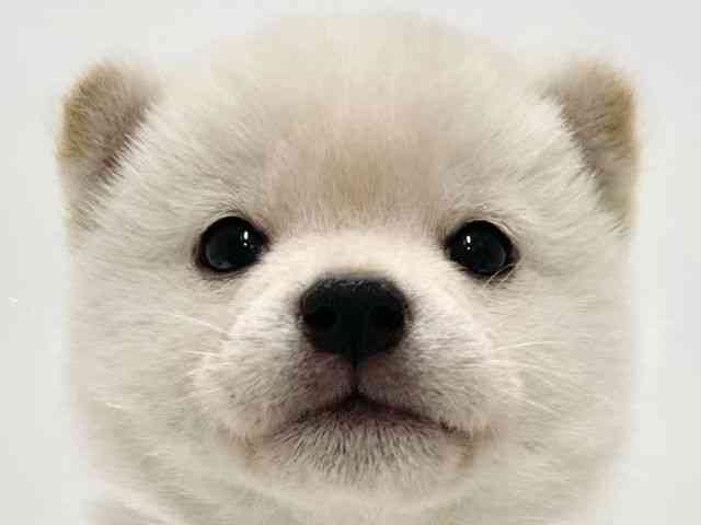 高知県の柴犬(標準サイズ) (ひごペットフレンドリーイオンモール高知店/2025年10月18日生まれ/男の子/白)の子犬の1枚目の画像