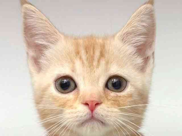 大阪府のマンチカン (ひごペットフレンドリー岸和田店/2025年10月18日生まれ/男の子/クリームタビー)の子猫の1枚目の画像