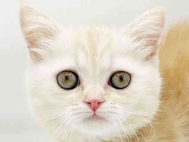 兵庫県のマンチカン (ひごペットフレンドリーコロワ甲子園店/2025年10月17日生まれ/女の子/クリームタビー)の子猫の1枚目の画像