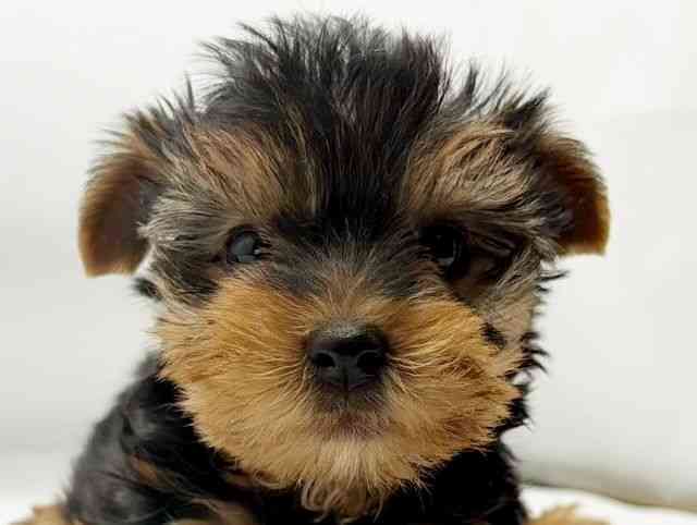 兵庫県のヨークシャーテリア (ひごペットフレンドリーコロワ甲子園店/2025年10月17日生まれ/男の子/スチールブルータン)の子犬の1枚目の画像