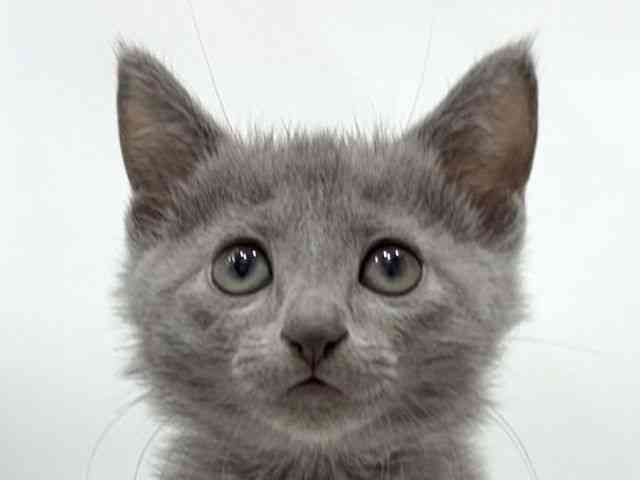 愛知県のロシアンブルー (ひごペットフレンドリーヴィアモール アピタ江南西店/2025年10月10日生まれ/女の子/ブルー)の子猫の1枚目の画像