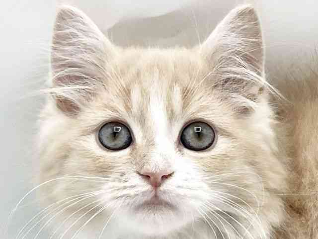 奈良県のスコティッシュフォールド (ひごペットフレンドリートナリエ大和高田店/2025年10月18日生まれ/男の子/クリームタビーホワイト)の子猫の1枚目の画像