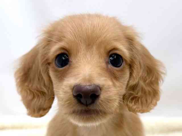 広島県のミニチュアダックスフンド(ロング) (ひごペットフレンドリーゆめタウン廿日市店/2025年10月18日生まれ/男の子/ゴールド)の子犬の1枚目の画像