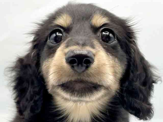 奈良県のミニチュアダックスフンド(ロング) (ひごペットフレンドリートナリエ大和高田店/2025年10月18日生まれ/男の子/ブラックイエロー)の子犬の1枚目の画像