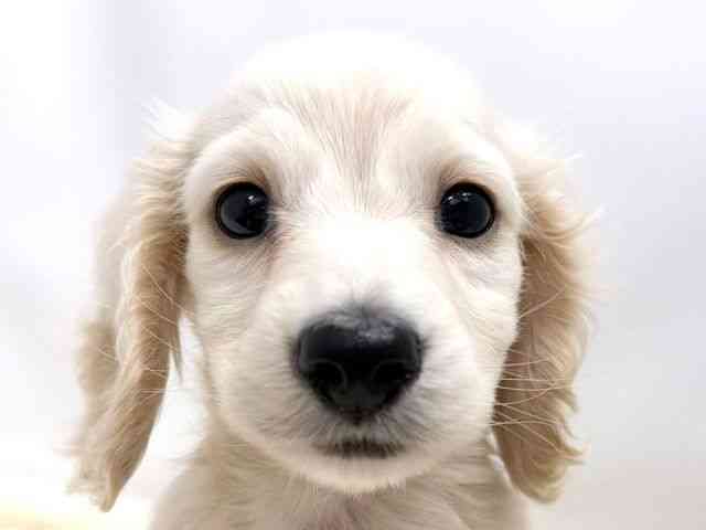 広島県のミニチュアダックスフンド(ロング) (ひごペットフレンドリーゆめタウン廿日市店/2025年10月16日生まれ/男の子/イエロー)の子犬の1枚目の画像