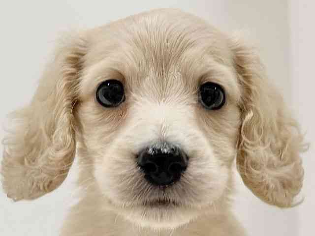 奈良県のミニチュアダックスフンド(ロング) (ひごペットフレンドリーイオンモール橿原ウエスト・ビレッジ店/2025年10月16日生まれ/男の子/イエロー)の子犬の1枚目の画像