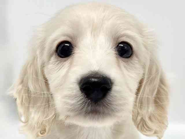 大阪府のミニチュアダックスフンド(ロング) (ひごペットフレンドリーイオンタウン豊中庄内店/2025年10月16日生まれ/女の子/イエロー)の子犬の1枚目の画像