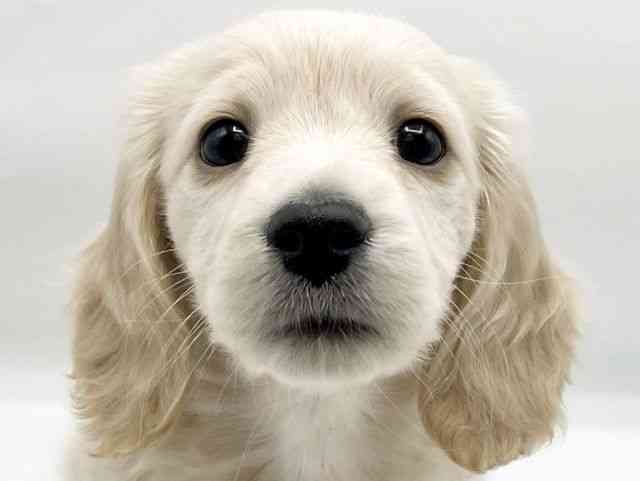 奈良県のミニチュアダックスフンド(ロング) (ひごペットフレンドリートナリエ大和高田店/2025年10月18日生まれ/女の子/イエロー)の子犬の1枚目の画像