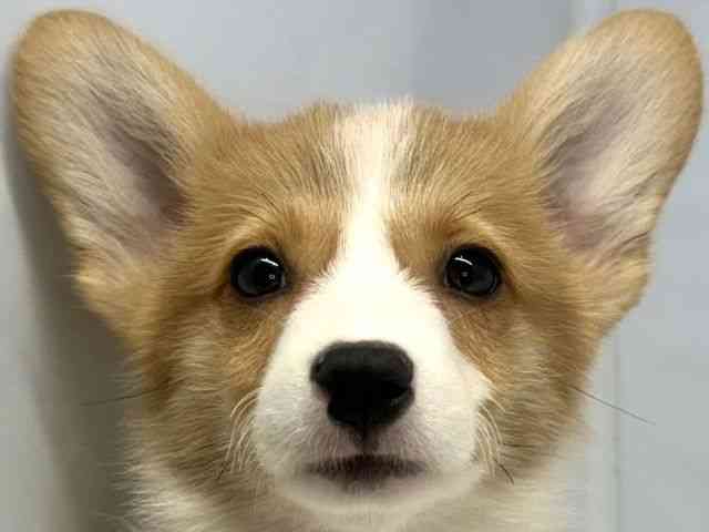 大阪府のウェルシュコーギーペンブローク (ひごペットフレンドリーセブンパーク天美店/2025年10月13日生まれ/男の子/レッドホワイト)の子犬の1枚目の画像