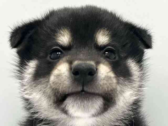 京都府の柴犬(標準サイズ) (ひごペットフレンドリー京都店/2025年10月18日生まれ/男の子/黒)の子犬の1枚目の画像