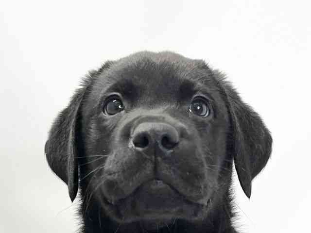 愛媛県のラブラドールレトリーバー (ひごペットフレンドリーイオンモール今治新都市店/2025年10月15日生まれ/男の子/ブラック)の子犬の1枚目の画像