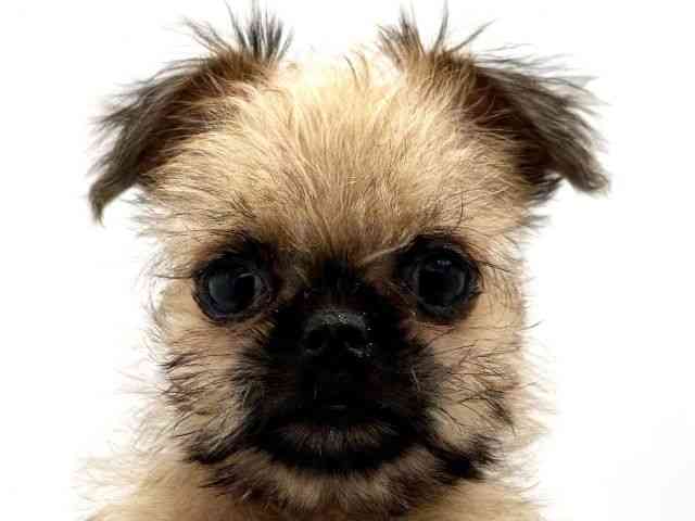 兵庫県のブリュッセルグリフォン (ひごペットフレンドリークラウンパーク伊丹店/2025年10月18日生まれ/男の子/レッド)の子犬の1枚目の画像