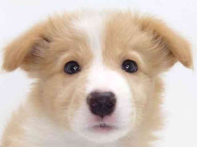 大阪府のボーダーコリー (ひごペットフレンドリーいこらもーる泉佐野店/2025年10月17日生まれ/男の子/レッドホワイト)の子犬の1枚目の画像