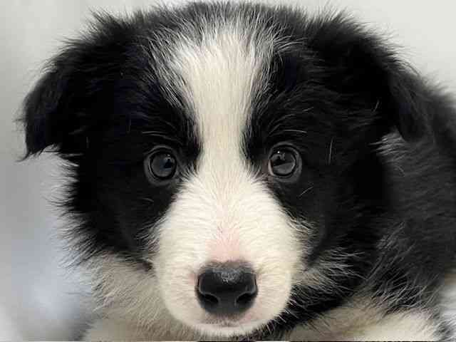 和歌山県のボーダーコリー (ひごペットフレンドリーパームシティ和歌山店/2025年10月17日生まれ/男の子/ブラックホワイト)の子犬の1枚目の画像