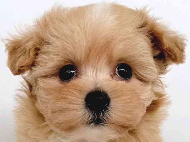 大阪府のマルプー(マルチーズ×プードル) (ひごペットフレンドリー瓜破店/2025年10月17日生まれ/女の子/アプリコット)の子犬の1枚目の画像