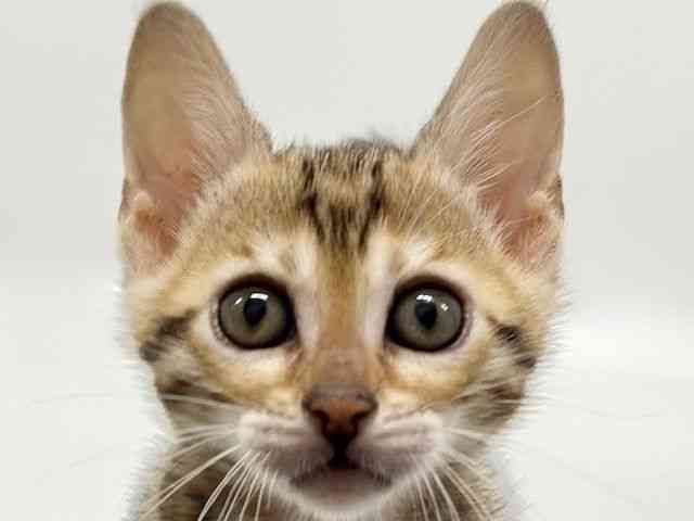 大阪府のベンガル (ひごペットフレンドリーイオンタウン豊中庄内店/2025年10月15日生まれ/女の子/ブラウンスポットタビー)の子猫の1枚目の画像