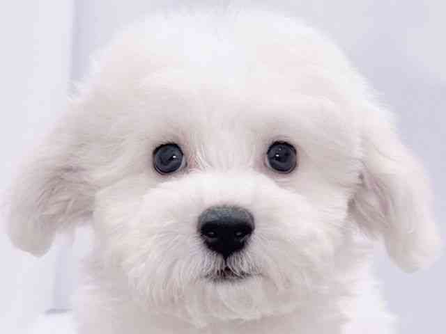 大阪府のビションフリーゼ (ひごペットフレンドリーイズミヤショッピングセンター千里丘店/2025年10月17日生まれ/男の子/ホワイト)の子犬の1枚目の画像