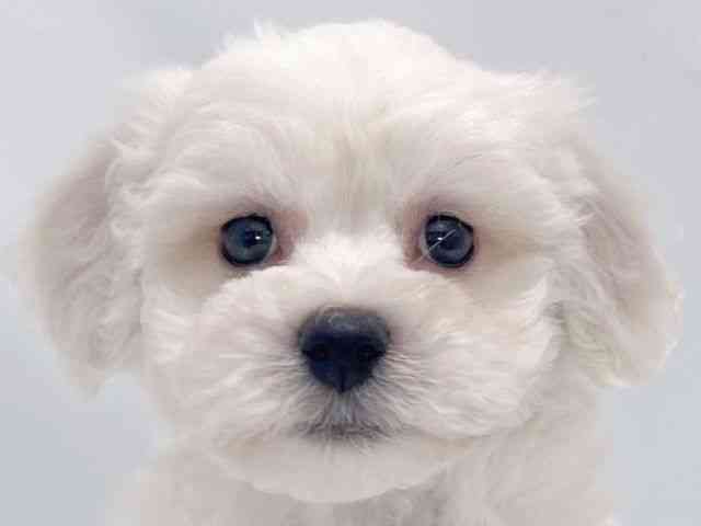 大阪府のビションフリーゼ (ひごペットフレンドリーイズミヤショッピングセンター千里丘店/2025年10月17日生まれ/男の子/ホワイト)の子犬の1枚目の画像