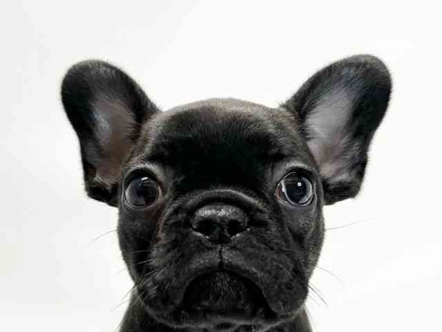 愛媛県のフレンチブルドッグ (ひごペットフレンドリーイオンモール今治新都市店/2025年10月15日生まれ/女の子/ブリンドル)の子犬の1枚目の画像