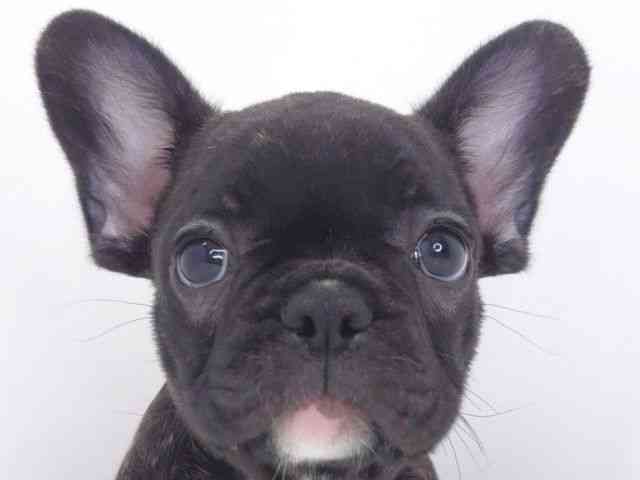 大阪府のフレンチブルドッグ (ひごペットフレンドリーいこらもーる泉佐野店/2025年10月15日生まれ/男の子/ブリンドル)の子犬の1枚目の画像