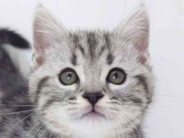 大阪府のアメリカンショートヘアー (ひごペットフレンドリーいこらもーる泉佐野店/2025年10月14日生まれ/男の子/シルバータビー)の子猫の1枚目の画像