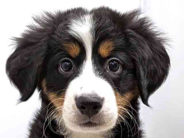 広島県のバーニーズマウンテンドッグ (ひごペットフレンドリーゆめタウン廿日市店/2025年10月17日生まれ/女の子/ブラックラストホワイト)の子犬の1枚目の画像