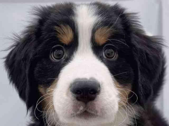 大阪府のバーニーズマウンテンドッグ (ひごペットフレンドリーららぽーとEXPOCITY店/2025年10月17日生まれ/男の子/ブラックラストホワイト)の子犬の1枚目の画像