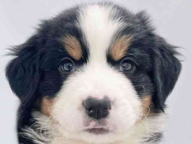 大阪府のバーニーズマウンテンドッグ (ひごペットフレンドリーイズミヤショッピングセンター千里丘店/2025年10月17日生まれ/男の子/ブラックラストホワイト)の子犬の1枚目の画像