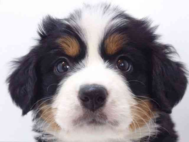 大阪府のバーニーズマウンテンドッグ (ひごペットフレンドリーいこらもーる泉佐野店/2025年10月17日生まれ/女の子/ブラックラストホワイト)の子犬の1枚目の画像