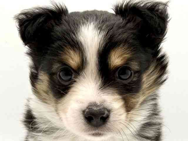 大阪府のハーフ犬・ミックス犬 (ひごペットフレンドリーみのおキューズモール店/2025年10月18日生まれ/女の子/トライカラー)の子犬の1枚目の画像