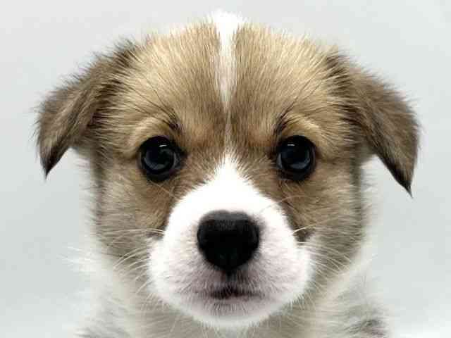 京都府のウェルシュコーギーペンブローク (ひごペットフレンドリー京都店/2025年10月18日生まれ/女の子/セーブルホワイト)の子犬の1枚目の画像