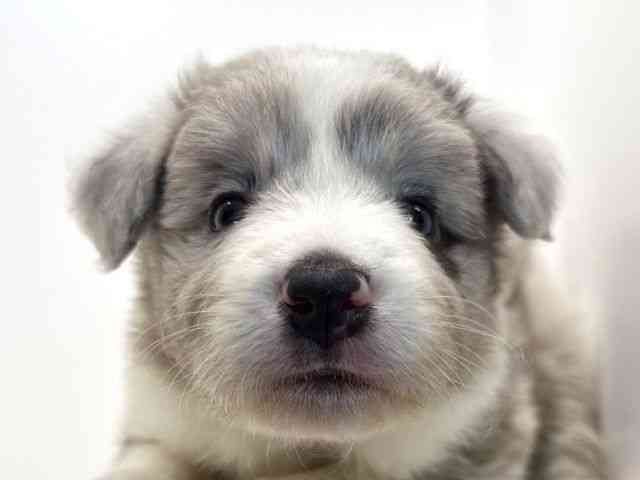 兵庫県のボーダーコリー (ひごペットフレンドリーイトーヨーカドー明石店/2025年10月18日生まれ/男の子/ブルーマール)の子犬の1枚目の画像