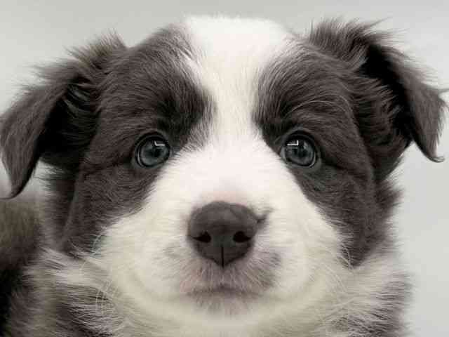 大阪府のボーダーコリー (ひごペットフレンドリーららぽーとEXPOCITY店/2025年10月18日生まれ/女の子/ブルーホワイト)の子犬の1枚目の画像