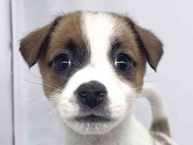 兵庫県のジャックラッセルテリア (ひごペットフレンドリーイオンタウン加古川店/2025年10月16日生まれ/女の子/ホワイトタン)の子犬の1枚目の画像