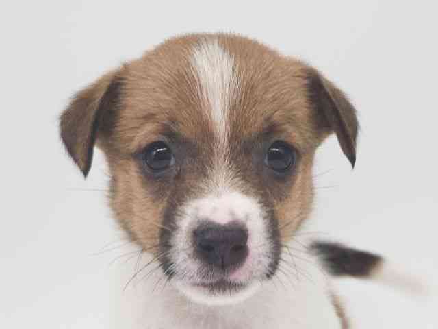 大阪府のジャックラッセルテリア (ひごペットフレンドリー泉ヶ丘店/2025年10月16日生まれ/女の子/ホワイトタン)の子犬の1枚目の画像