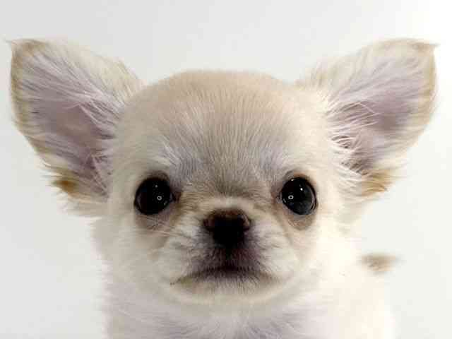 兵庫県のチワワ(ロング) (ひごペットフレンドリーイトーヨーカドー明石店/2025年10月12日生まれ/女の子/クリームゴールド)の子犬の1枚目の画像