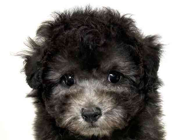 大阪府のトイプードル(トイ) (ひごペットフレンドリーアクロスプラザ住之江店/2025年10月17日生まれ/男の子/シルバー)の子犬の1枚目の画像