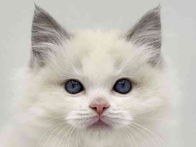 大阪府のラグドール (ひごペットフレンドリーみのおキューズモール店/2025年10月19日生まれ/男の子/ブルーポイントバイカラー)の子猫の1枚目の画像