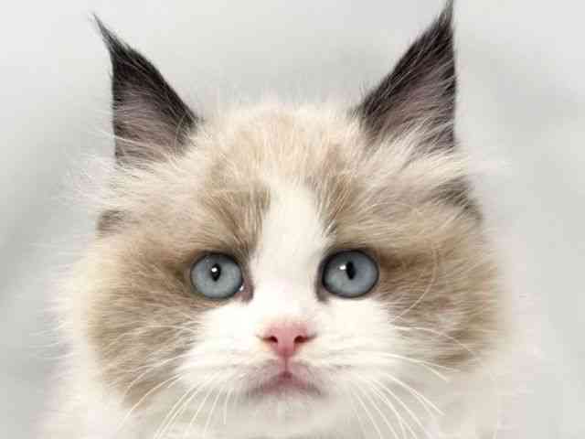 大阪府のラグドール (ひごペットフレンドリー堺プラットプラット店/2025年10月15日生まれ/男の子/シールポイントバイカラー)の子猫の1枚目の画像