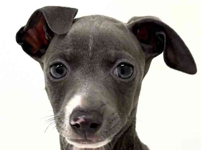 福岡県のイタリアングレーハウンド (ひごペットフレンドリーリバーウォーク北九州店/2025年10月15日生まれ/女の子/ブルーホワイト)の子犬