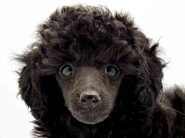 兵庫県のトイプードル(トイ) (ひごペットフレンドリーコロワ甲子園店/2025年10月19日生まれ/女の子/ブラック)の子犬の1枚目の画像