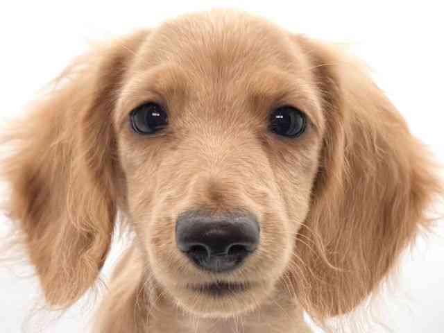 大阪府のミニチュアダックスフンド(ロング) (ひごペットフレンドリーイオンそよら海老江店/2025年10月15日生まれ/女の子/ゴールド)の子犬の1枚目の画像