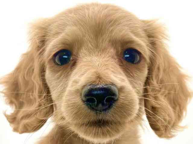 大阪府のミニチュアダックスフンド(ロング) (ひごペットフレンドリーイオンそよら海老江店/2025年10月15日生まれ/女の子/ゴールド)の子犬の1枚目の画像