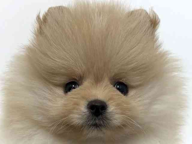 大阪府のポメラニアン (ひごペットフレンドリーベルファⅡ都島店/2025年10月18日生まれ/女の子/クリーム)の子犬の1枚目の画像