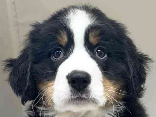 大阪府のバーニーズマウンテンドッグ (ひごペットフレンドリーセブンパーク天美店/2025年10月18日生まれ/男の子/ブラックラストホワイト)の子犬の1枚目の画像