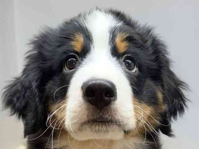 大阪府のバーニーズマウンテンドッグ (ひごペットフレンドリーセブンパーク天美店/2025年10月18日生まれ/男の子/ブラックラストホワイト)の子犬の1枚目の画像