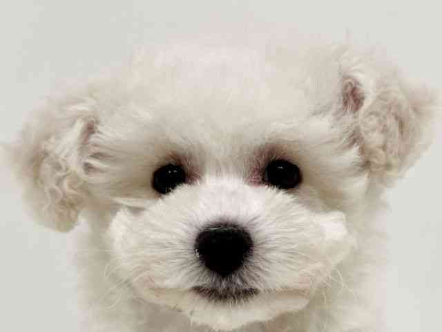 福岡県のビションフリーゼ (ひごペットフレンドリーリバーウォーク北九州店/2025年10月14日生まれ/女の子/ホワイト)の子犬の1枚目の画像